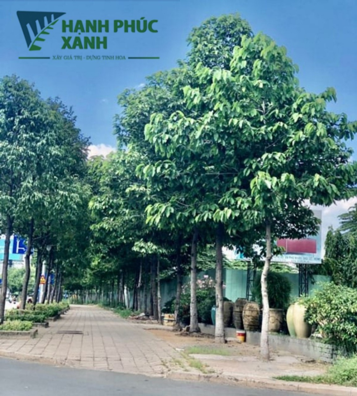 CÂY DẦU RÁI