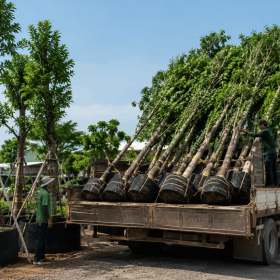 Đơn Vị Cung Cấp Cây Công Trình Uy Tín