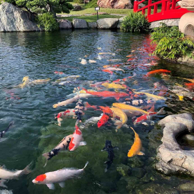 Thiết Kế Thi Công Hồ Cá Koi