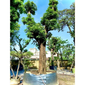 Thi Công Cảnh Quan - Cảnh Quan Cây Xanh Đẹp