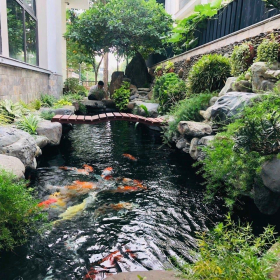 Đơn Vị Thi Công Hồ Cá Koi
