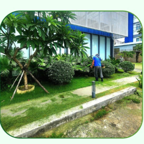 【Bật mí】5 Cách Chăm Sóc Cây Xanh Hiệu Quả, Phát Triển Tốt Mỗi Ngày