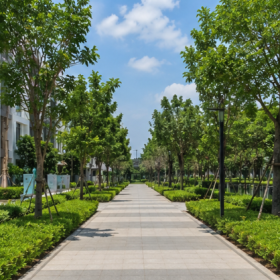 Cây Bóng Mát Công Trình | Hạnh Phúc Xanh Landscape