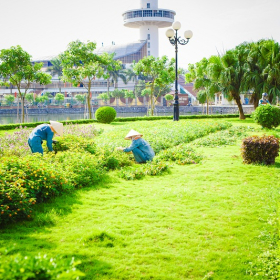 Bảo Dưỡng Cây Xanh Chuyên Nghiệp