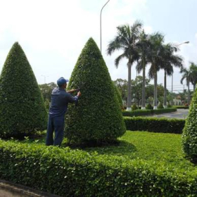 Bảo Dưỡng Cây Xanh Và Cảnh Quan