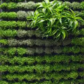 Bí Quyết Thi Công Tường Cây Đẹp, Chuyên Nghiệp Và Tiết Kiệm Chi Phí