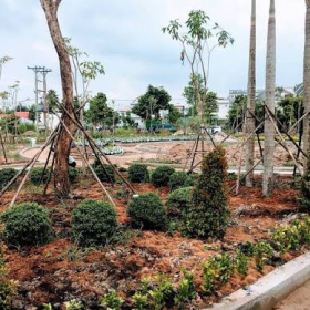 Thi Công Trồng Cây Xanh Chuyên Nghiệp