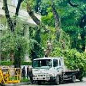 Dịch Vụ Cắt Tỉa Cây Xanh Chuyên Nghiệp Giá Rẻ Tại TP HCM