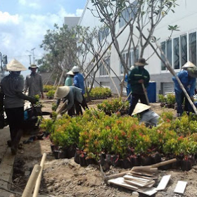 Dịch Vụ Trồng Cây Xanh Uy Tín Chuyên Nghiệp