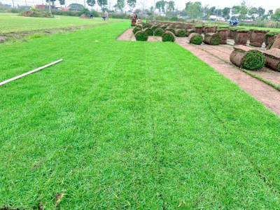 Dịch Vụ Trồng Cỏ sân Vườn