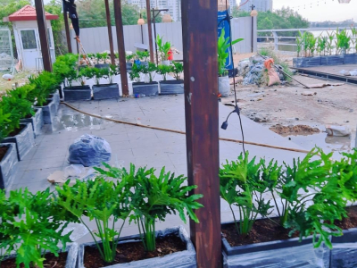 Cảnh Quan Cây Xanh