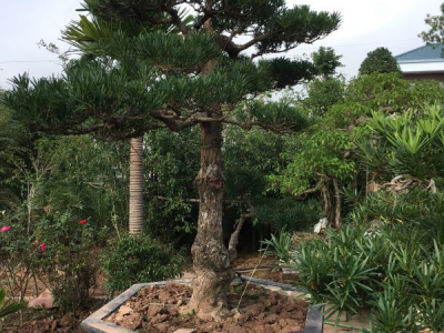 Nên Chọn Loại Cây Cảnh Nào Cho Hợp Phong Thuỷ Thiết Kế Cảnh Quan Sân Vườn