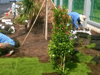 Tư vấn lựa chọn cây xanh phù hợp với không gian nhà máy và khu công nghiệp Đồng Nai