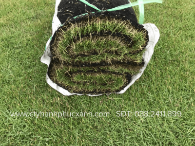 KỸ THUẬT TRỒNG VÀ CHĂM SÓC CỎ NHUNG NHẬT