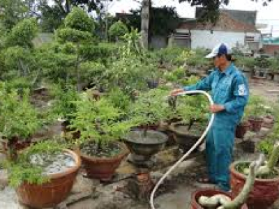 Dịch vụ chăm sóc bonsai tại TPHCM