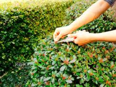 Dịch Vụ Bảo Dưỡng Cảnh Quan Trọn Gói Giá Tốt 2026