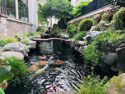 ĐƠN VỊ THI CÔNG HỒ CÁ KOI