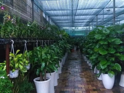 Top 3 cây lá màu vàng tuyệt đẹp để bàn làm việc hay trang trí nhà