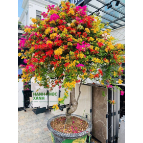 CÂY HOA GIẤY